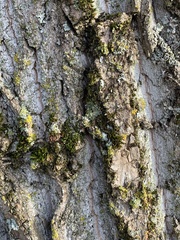 Punctelia jeckeri