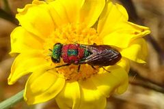 Spinolia dallatorreana