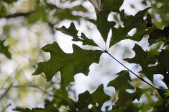 Quercus