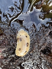 Diaulula sandiegensis