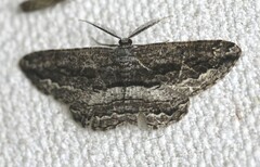 Scioglyptis canescaria