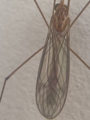 Nephrotoma suturalis