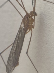 Nephrotoma suturalis