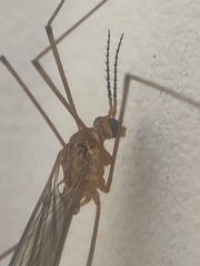 Nephrotoma suturalis