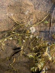 Callitriche fassettii