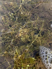 Callitriche fassettii