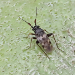 Spanagonicus albofasciatus