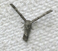 Phazaca interrupta