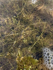 Callitriche fassettii