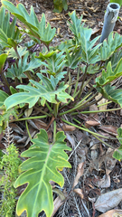 Thaumatophyllum xanadu