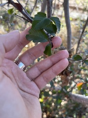Cercocarpus betuloides