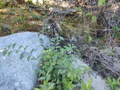 Cryptostegia grandiflora