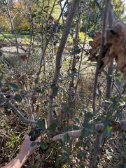 Cercocarpus betuloides