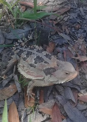 Phrynosoma orbiculare