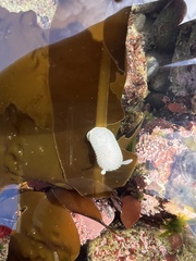 Acanthodoris hudsoni