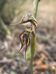 Pterostylis excelsa