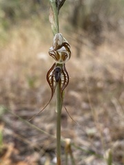 Pterostylis excelsa