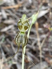 Pterostylis excelsa