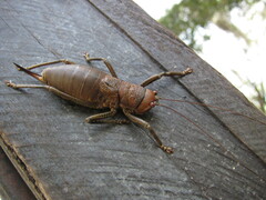 Liparoscella modesta