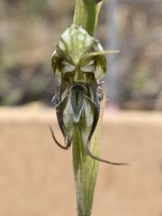 Pterostylis excelsa