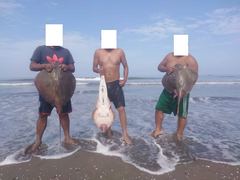 Pseudobatos planiceps