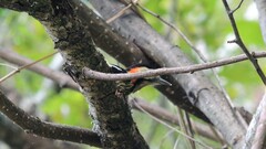 Dryobates cathpharius