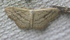 Scopula oppilata