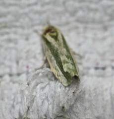 Earias huegeliana
