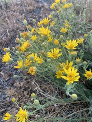 Heterotheca orovillosa