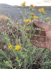 Heterotheca orovillosa