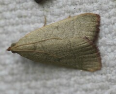 Hypsopygia albidalis
