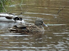 Anas platyrhynchos platyrhynchos