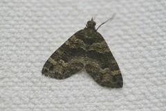 Crasilogia gressitti