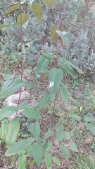 Clematis bonariensis