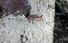 Dendropsophus molitor