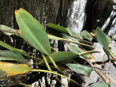 Orontium aquaticum
