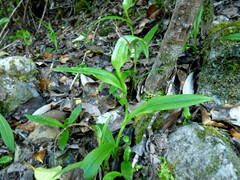 Pterostylis areolata