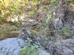 Cryptostegia grandiflora