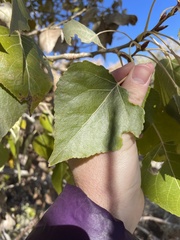 Populus fremontii