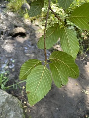Alnus oblongifolia