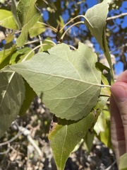 Populus fremontii