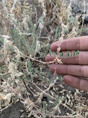 Astragalus andersonii