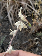 Astragalus andersonii