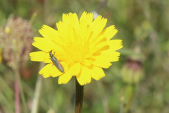 Oedemera