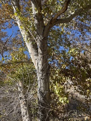 Populus fremontii