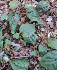 Plantago major