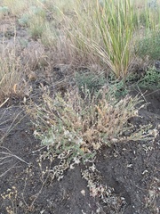 Astragalus andersonii