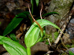 Pterostylis areolata