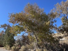 Populus fremontii