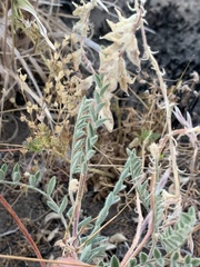 Astragalus andersonii